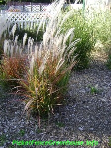 Miscanthus flame grass fall color
