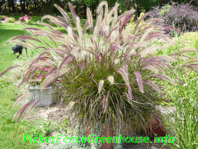 purple fountain grass near me