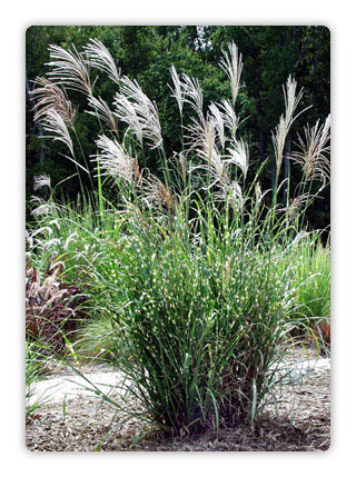 Miscanthus Zebra Grass beautiful upright clumping ornamental grass