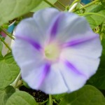 027