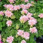 DSC02820