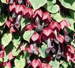 Heart shaped leaf vine