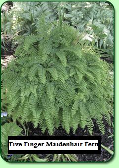 Hardy Fern