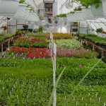greenhouse 7