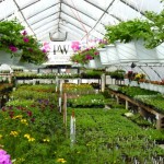 greenhouse042