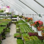 greenhouse044