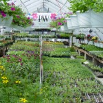 greenhouse2004
