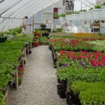 greenhouse2