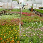 greenhouse5