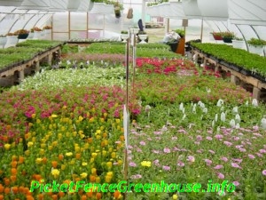 greenhouse5