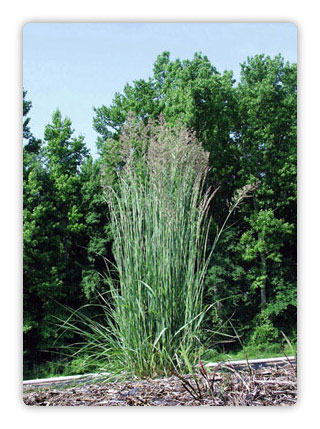 Calamagrostis xacutiflora 'Karl Foerster' Feather Reed Grass