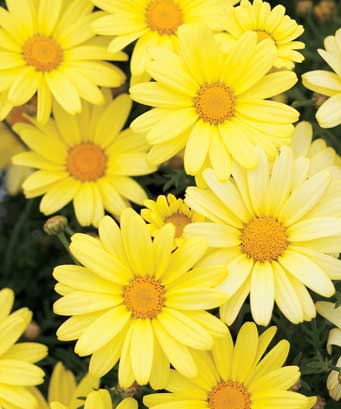 Yellow+daisies+pictures