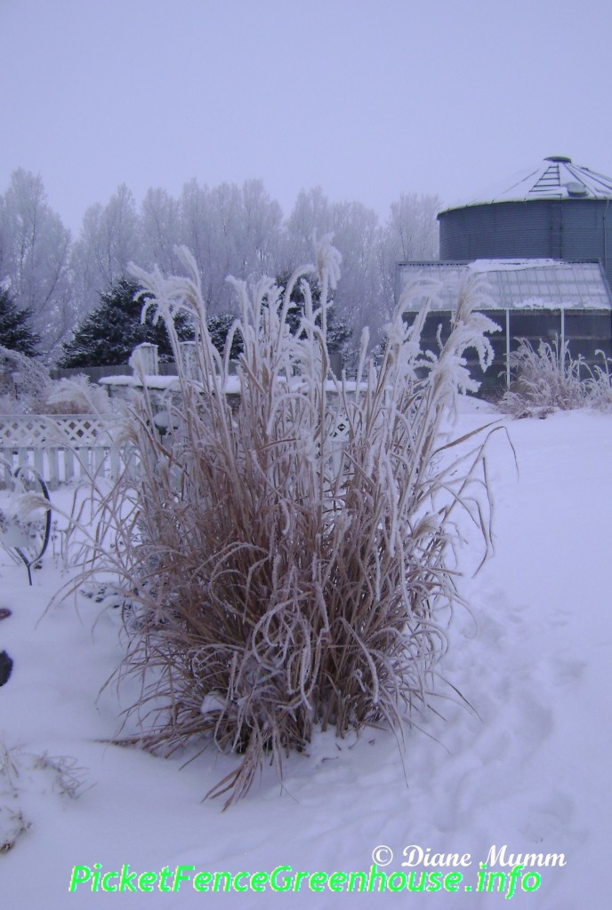 Winter Interest Using Ornamental Grasses Picket Fence Greenhouse Gardens