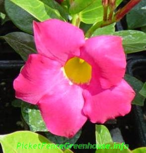 red dipladenia