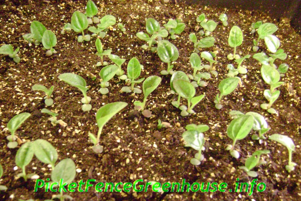 seedlings echinacea seed planting growing perennial indoor dichondra silver falls update dianemumm