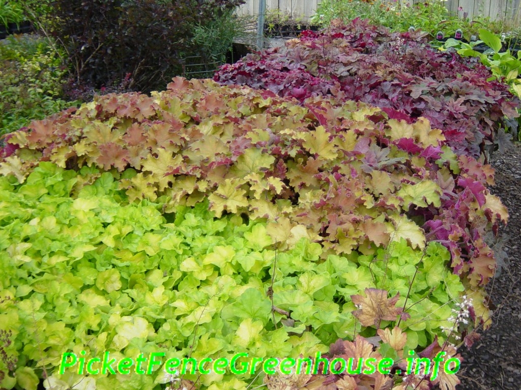 Heuchera photo