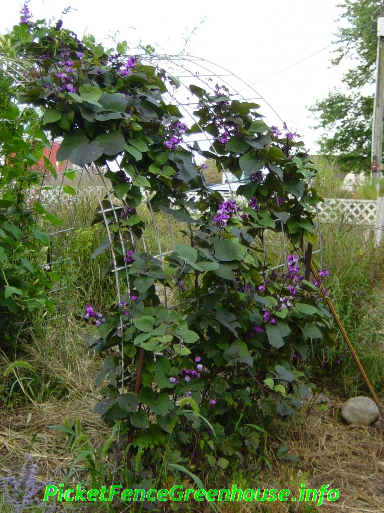 hyacinth bean vine - Picket Fence Greenhouse/ Gardens