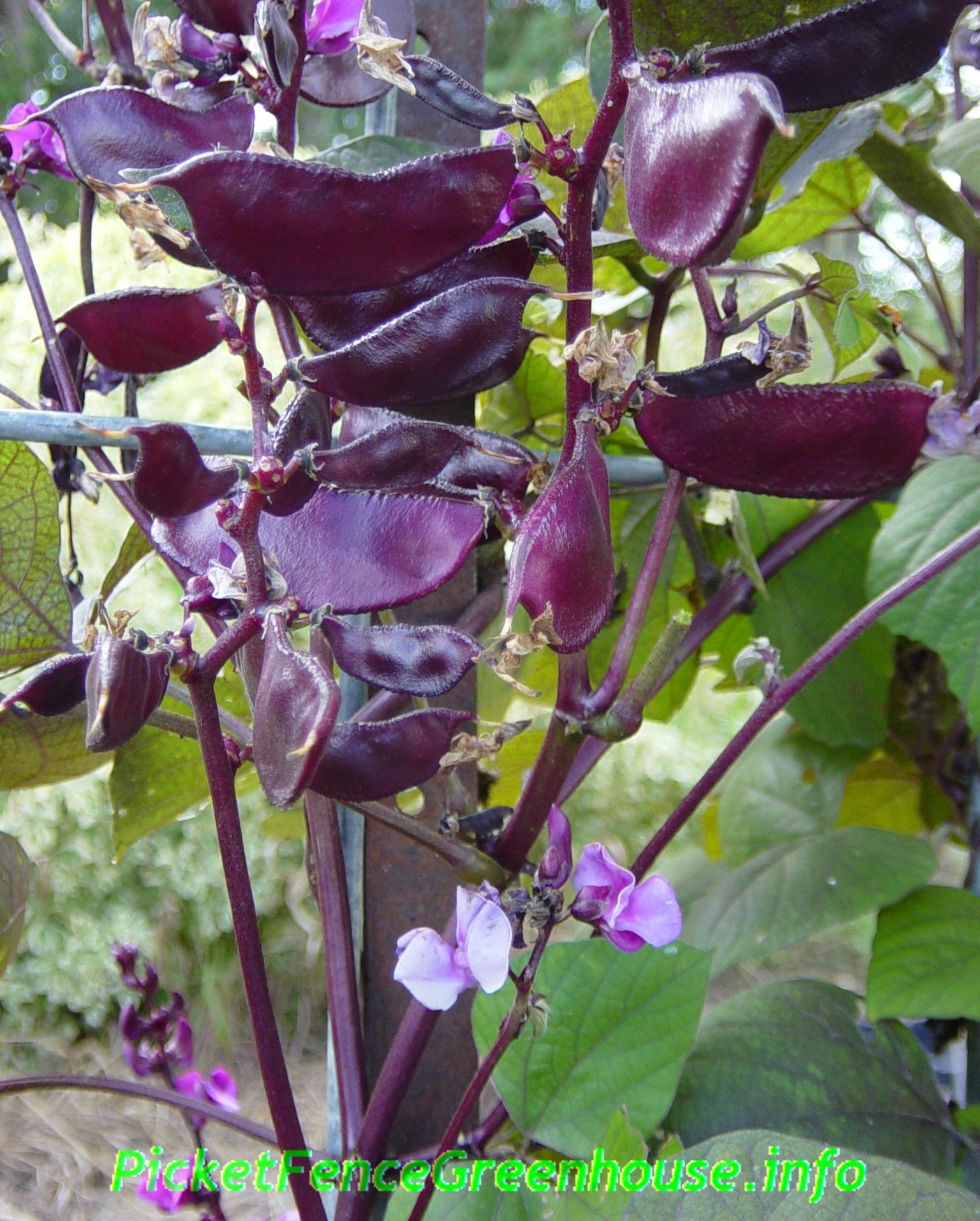 purple pods with vines flowering seed Flowering  Picket  Greenhouse Fence Vines  Bean Hyacinth Purple Vine