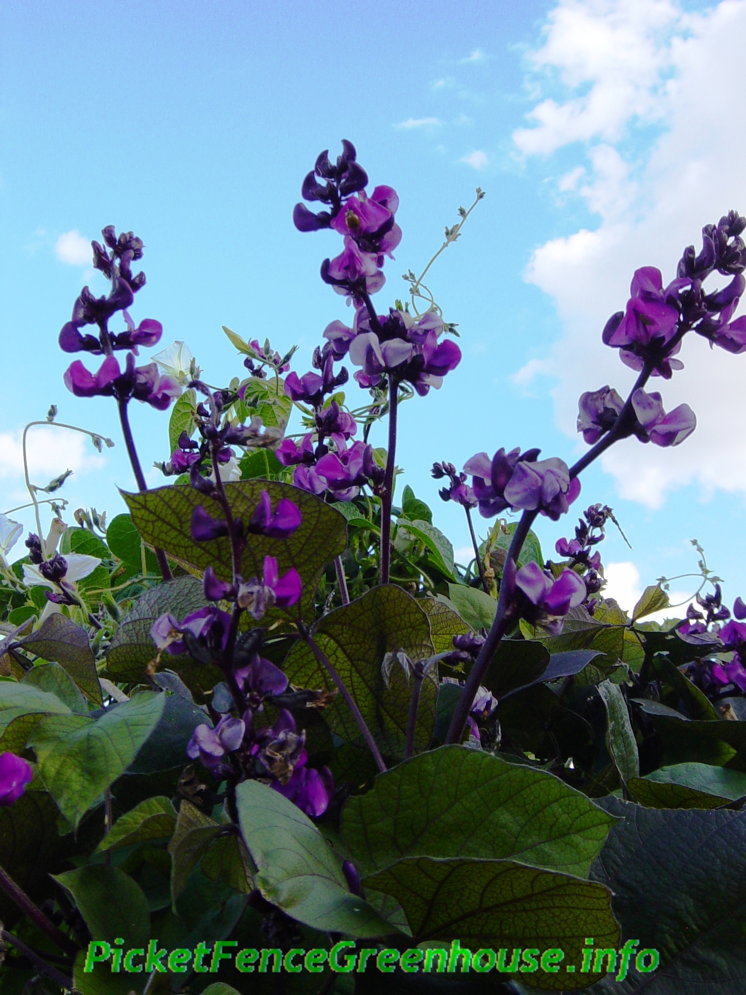 pods purple with seed vines flowering Greenhouse  Vine Hyacinth  Purple Bean Vines Flowering Fence Picket