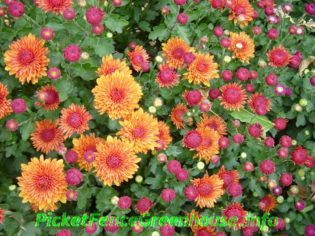 mums flowers Archives Picket Fence Greenhouse/ Gardens