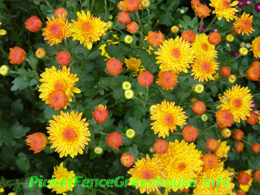 How to Grow Mums Nothing Fall like Mums also called Chrysanthemum