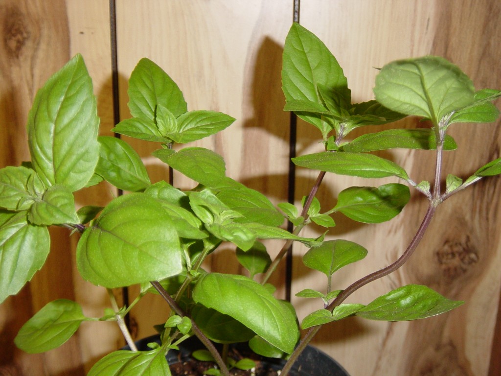 How Long Does It Take For Sweet Basil From Seed To Mature 53