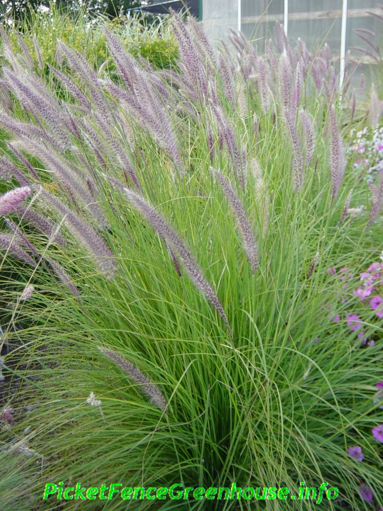 Tall Decorative Grass