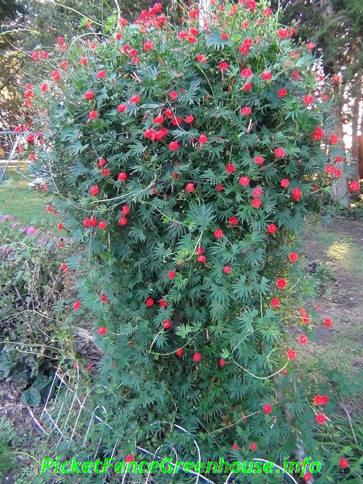 Cardinal Climber Vine Picket Fence Greenhouse/ Gardens