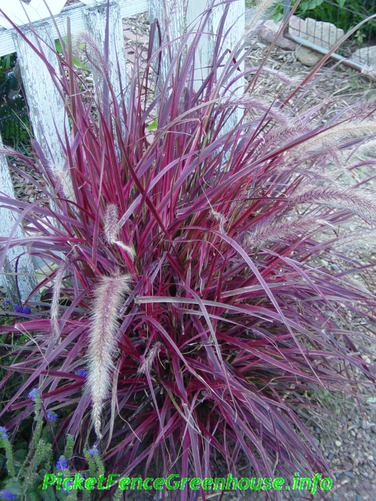 Pennisetum Variegated Red Fountain Grass Fireworks - Picket Fence ...