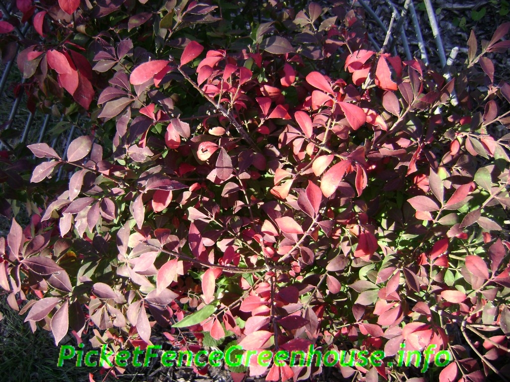 Dwarf Burning Bush Picket Fence Greenhouse/ Gardens