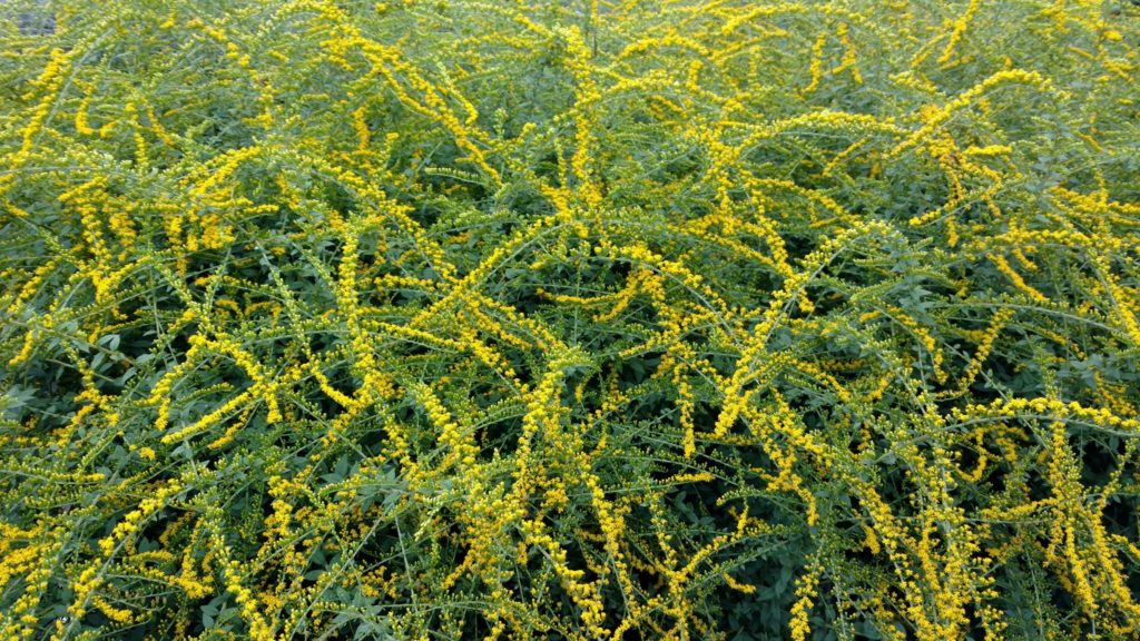 Goldenrod Flower is found in meadows, prairies and savannnas.